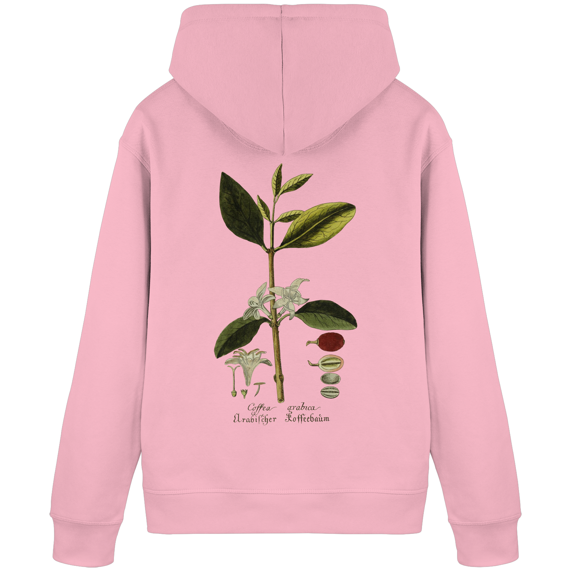 Exponat No. 01: Coffea Arabica (Hoodie) - Organic Basic Hoodie