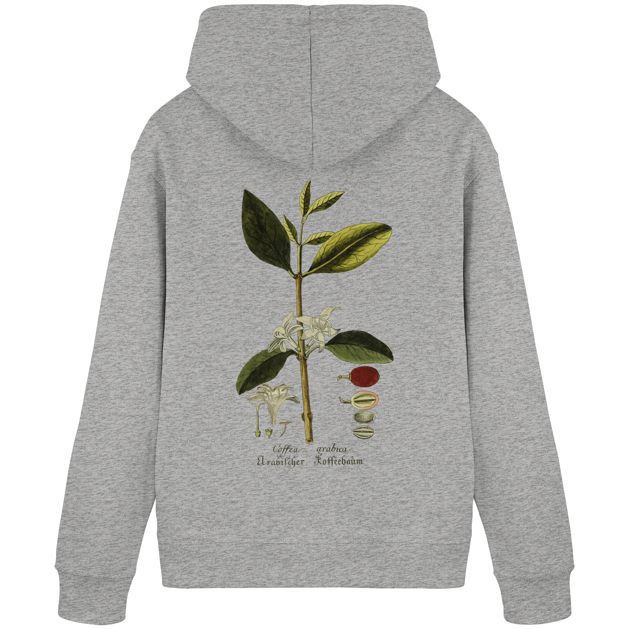 Exponat No. 01: Coffea Arabica (Hoodie) - Organic Basic Hoodie