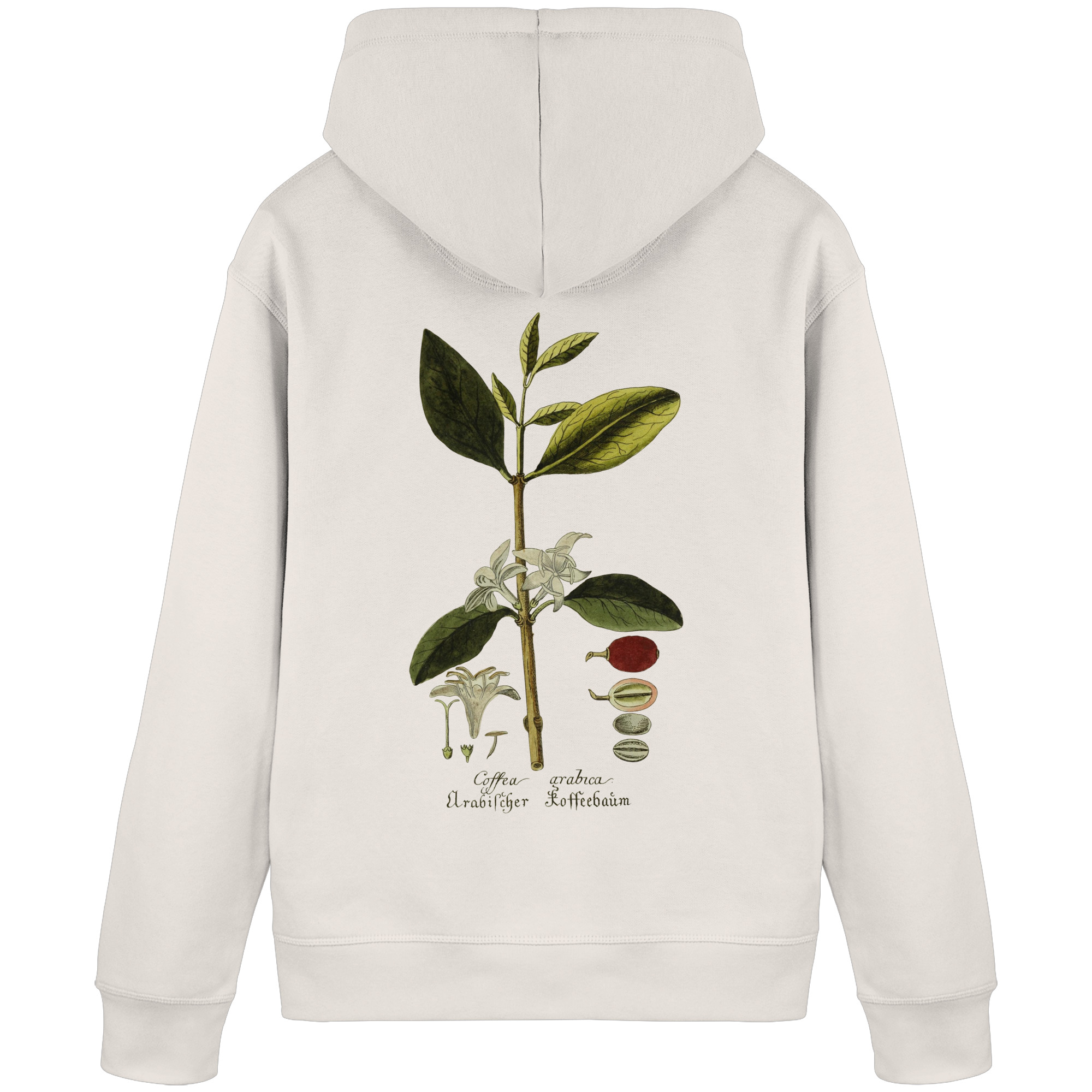 Exponat No. 01: Coffea Arabica (Hoodie) - Organic Basic Hoodie