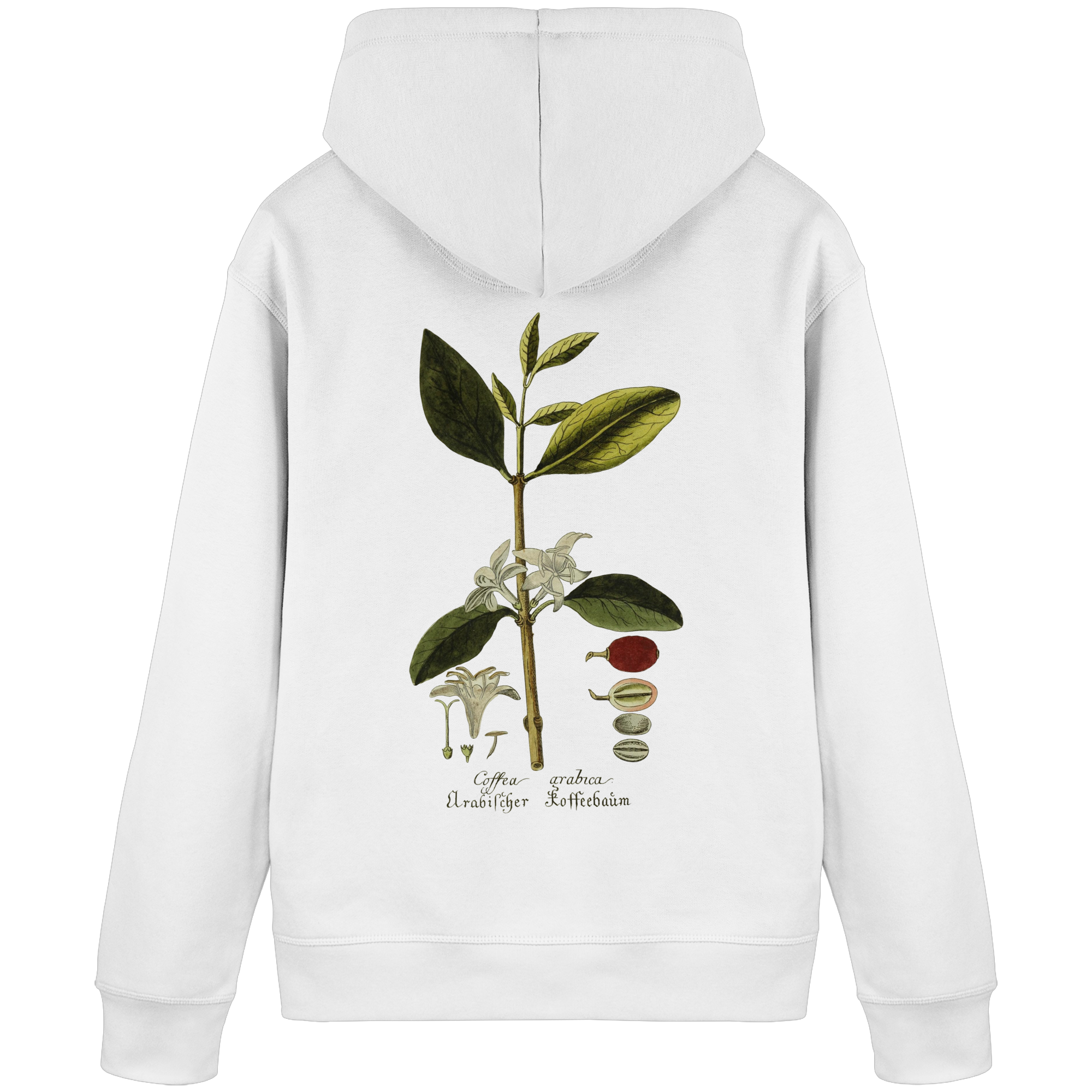 Exponat No. 01: Coffea Arabica (Hoodie) - Organic Basic Hoodie